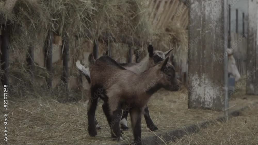 Newborn Baby goats frolic and play with each other in a barn on a livestock farm. Animal breeding in agriculture. Newborn Baby goats frolic and play with each other in a barn on a livestock farm. Animal breeding in agriculture.