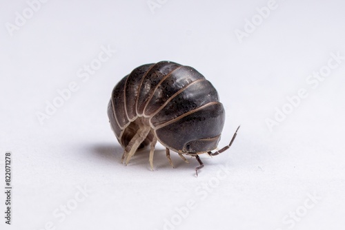 Woodlouse, isopod curled into a ball shape photo