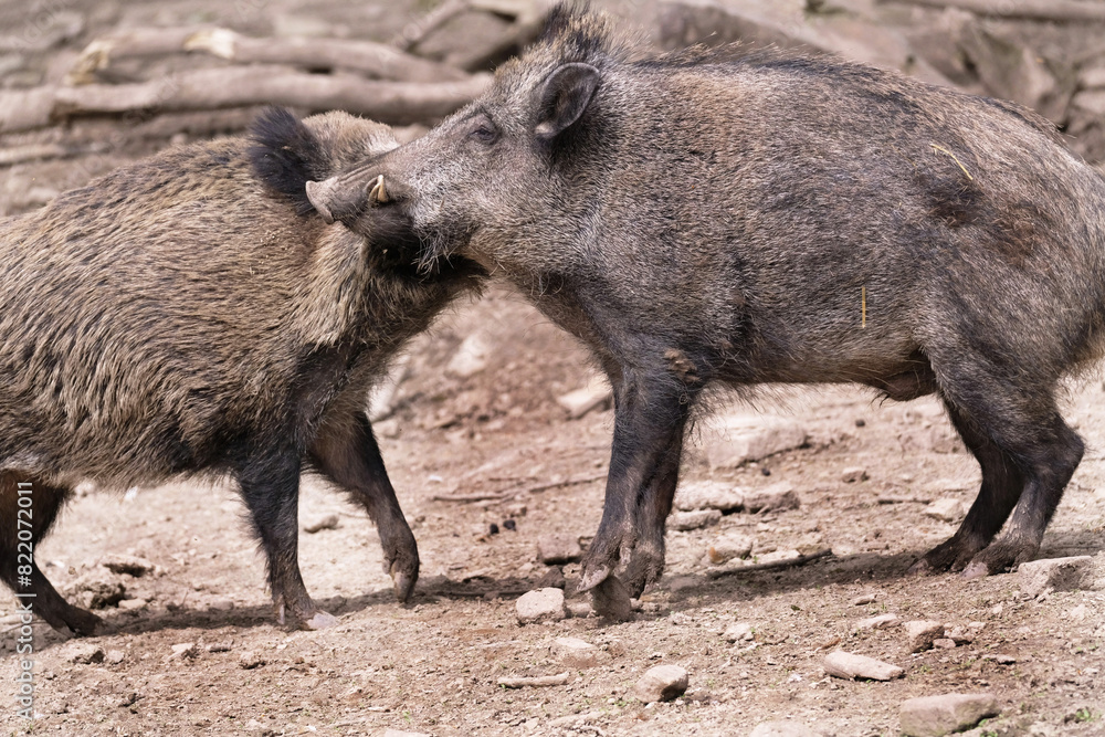 Wildschwein in freier Natur im Fruehling . Wildschwein in freier Natur im Fruehling .