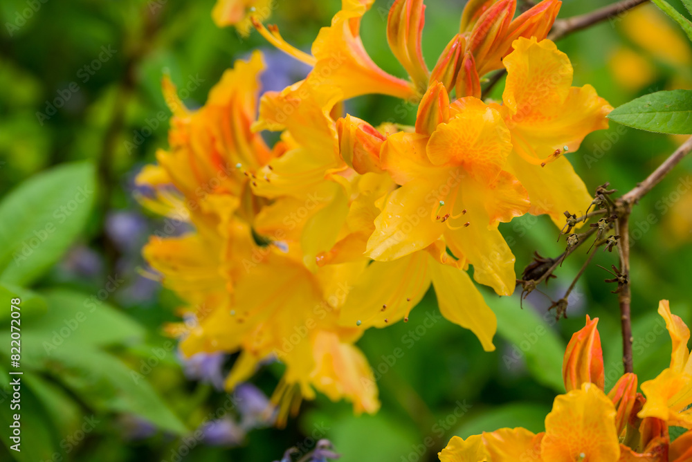 Fototapeta premium photo of spring flowers in the park