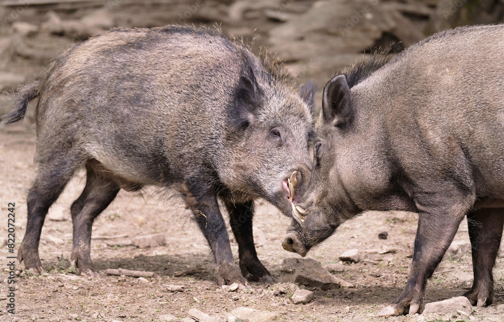 Wildschwein in freier Natur im Fruehling . Wildschwein in freier Natur im Fruehling .