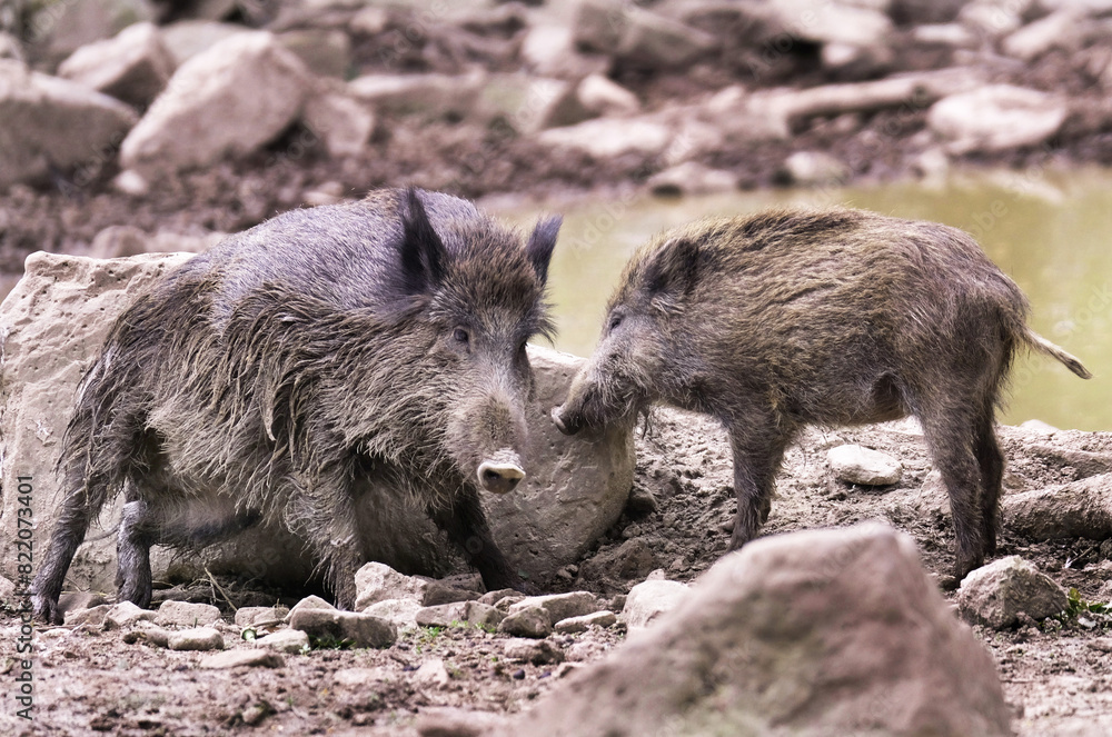 Wildschwein in freier Natur im Fruehling . Wildschwein in freier Natur im Fruehling .