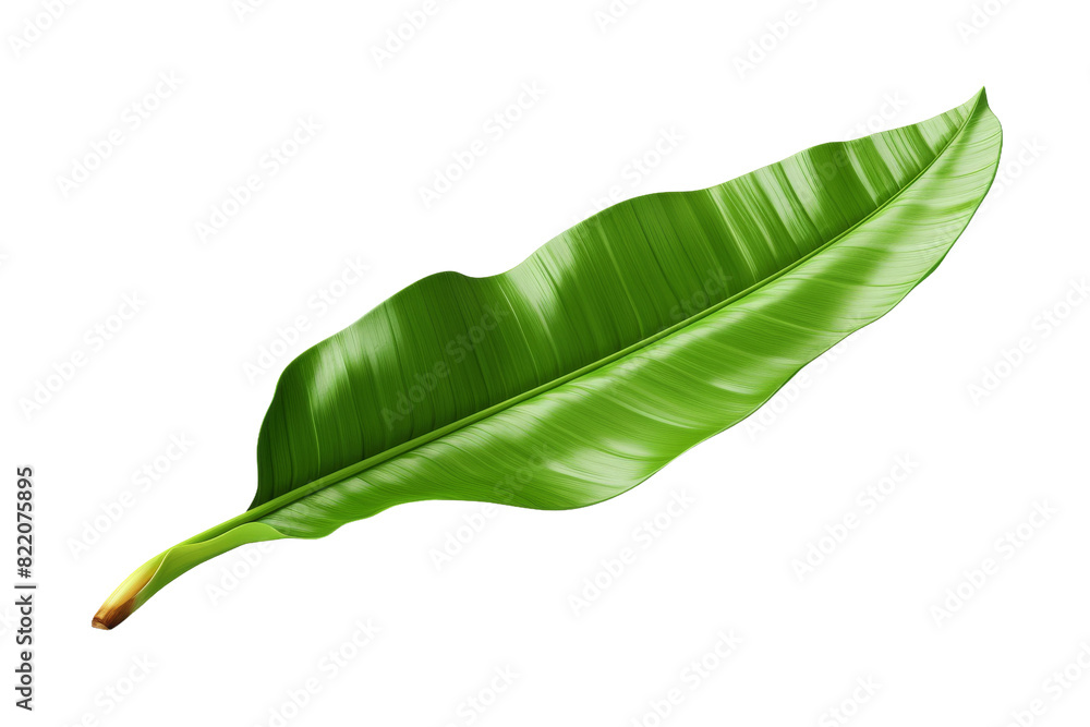 Fototapeta premium The Verdant Enigma: A Majestic Green Leaf Dancing on a Blank Canvas on a Clear PNG or White Background.