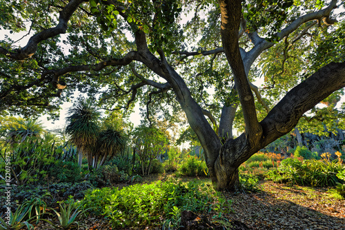 Oak Tree in the Garden © Wirestock