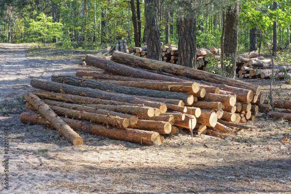 a pile of brown pine tree logs on the ground in the forest a pile of brown pine tree logs on the ground in the forest