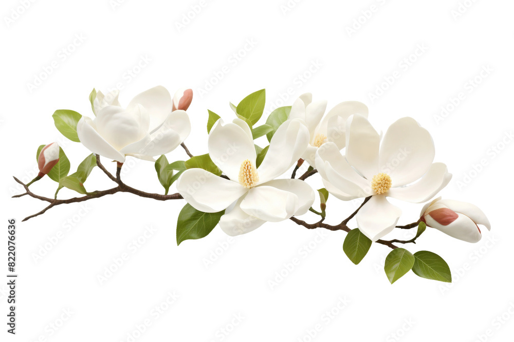 Obraz premium Whispering Harmony: A Branch Dancing With White Blossoms on a Clear PNG or White Background.