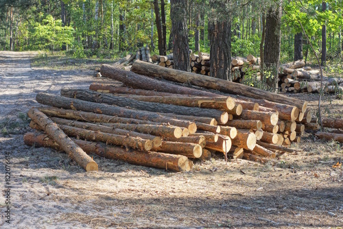 a pile of brown pine tree logs on the ground in the forest