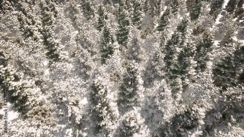 004_Forest_Flying_Winter