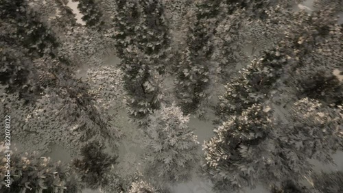 006_Forest_Snow_rotate