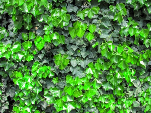 greenwall