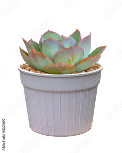 Echeveria succulent houseplant in pot isolated on white background for the small garden and drought tolerant plant