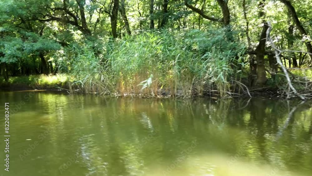 Quiet river with muddy water. Kamysh on the river. Summer nature. Quiet river with muddy water. Kamysh on the river. Summer nature.