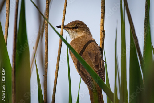bird in the grass