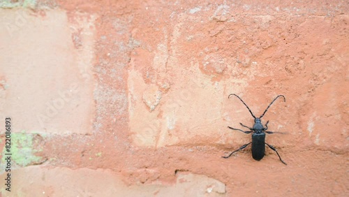 Cerambyx scopolii is longhorn beetle from Europe. Its wood-boring larvae will grow in oak, willow, and chestnut, and in sufficient density can kill tree. Beetle crawling on brick wall. photo