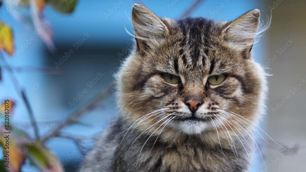 A large fluffy handsome cat sits on a wooden fence and examined on the sides closeup. Against the background of sunset. A large fluffy handsome cat sits on a wooden fence and examined on the sides closeup. Against the background of sunset.