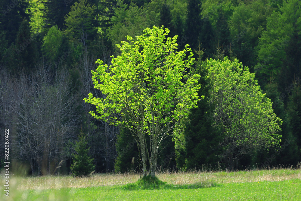 Meadow wit forest on mountain in spring, Gorski kotar area, Croatia Meadow wit forest on mountain in spring, Gorski kotar area, Croatia