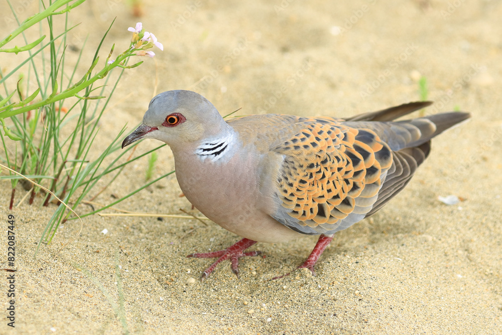 Fototapeta premium European turtle dove, Streptopelia turtur