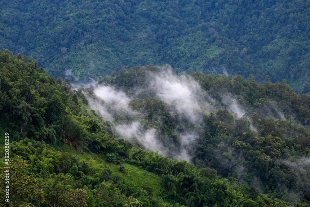High-angle view of green forest mountain after rain There was a dense white rain mist that looked fresh. the rainforest looks lively. But it can make you feel lonely when you're alone. High-angle view of green forest mountain after rain There was a dense white rain mist that looked fresh. the rainforest looks lively. But it can make you feel lonely when you're alone.