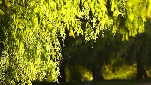 Salix babylonica (Babylon willow or weeping willow) is willow native to dry areas of northern China, but cultivated for millennia elsewhere in Asia, being traded along Silk Road to Asia and Europe. photo