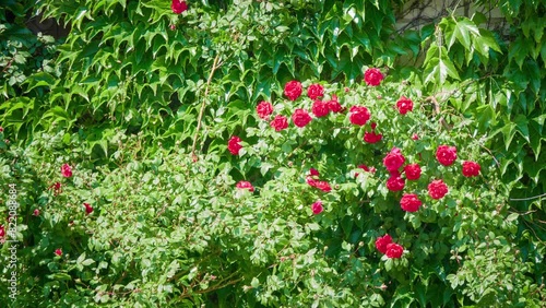 Rosa gallica, Gallic, French, or rose of Provins, is flowering plant in rose family, native to Europe eastwards to Turkey and Caucasus. It is parent of several important cultivars. photo