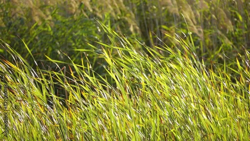 Paspalum scrobiculatum, commonly called Kodo millet or Koda millet, is annual grain that is grown primarily in Nepal . photo