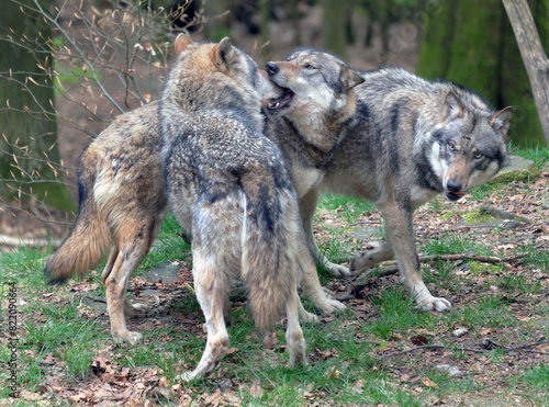 Wolf_Europaeischer Grauwolf in Aktion photo