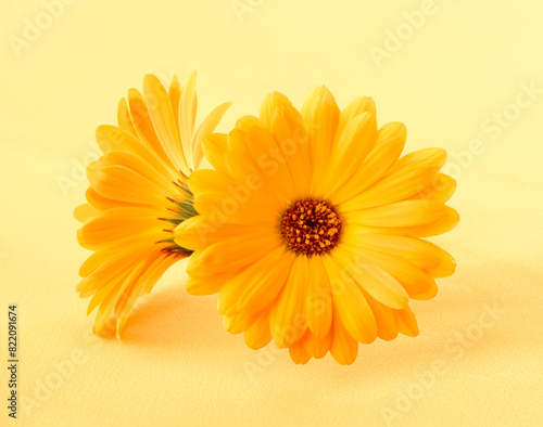 Calendula. Flowers  isolated on yellow background.