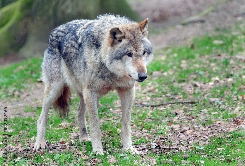 Wolf_Europaeischer Grauwolf in Aktion Wolf_Europaeischer Grauwolf in Aktion