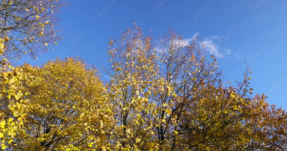 autumn park with colorful maple trees in sunny weather, beautiful yellow leaves on maples in the autumn season autumn park with colorful maple trees in sunny weather, beautiful yellow leaves on maples in the autumn season
