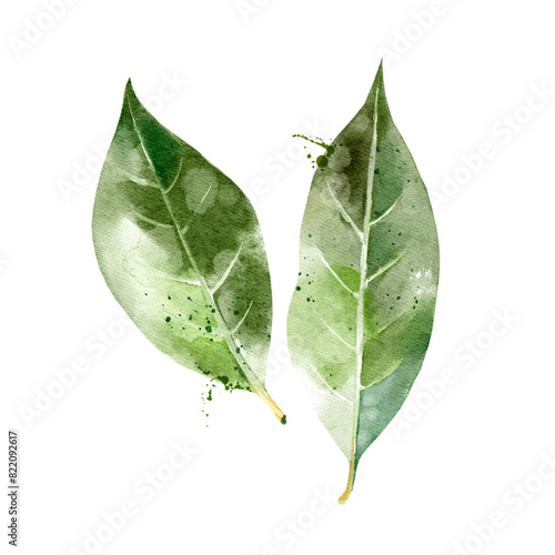 Watercolor hand drawn sketch ingredient bay leaves. Painted vector isolated illustration on white background for packaging design (ID: 822092617)