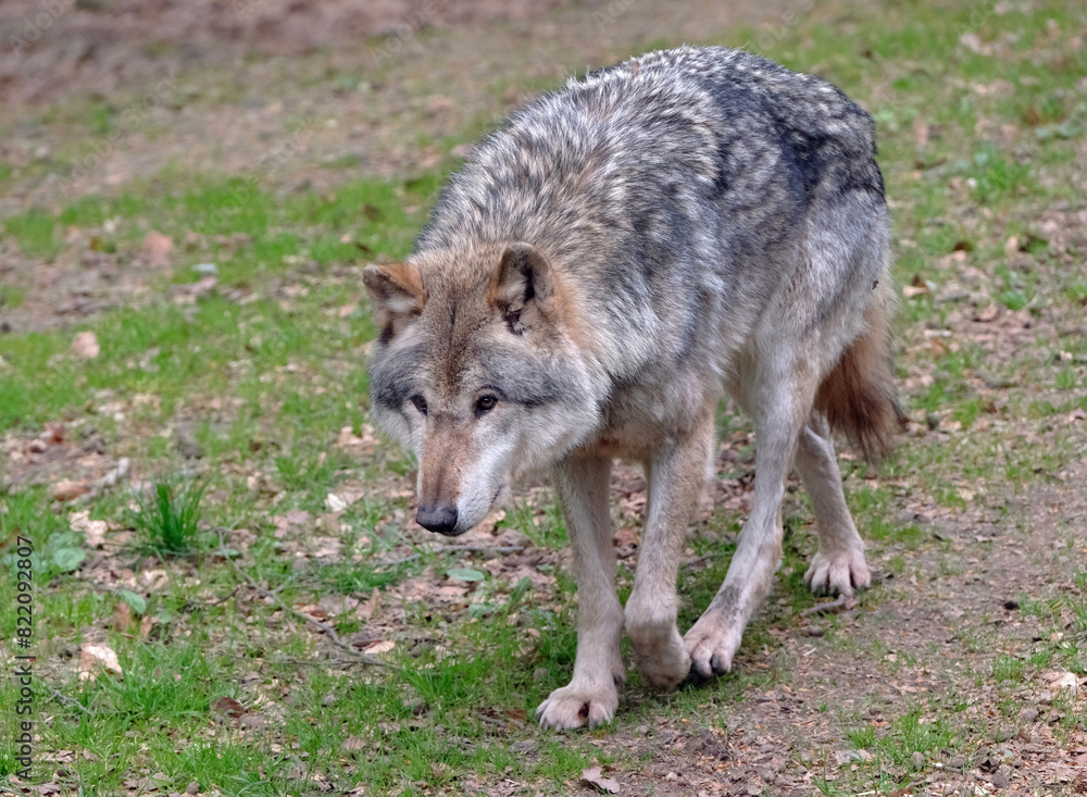 Wolf_Europaeischer Grauwolf in Aktion Wolf_Europaeischer Grauwolf in Aktion