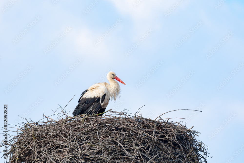 White stork (Ciconia ciconia) a large wading bird with black and white plumage, the animal sits high on the nest.