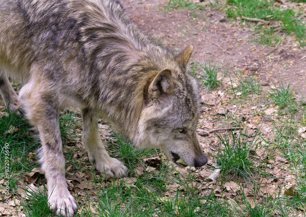 Wolf_Europaeischer Grauwolf in Aktion Wolf_Europaeischer Grauwolf in Aktion