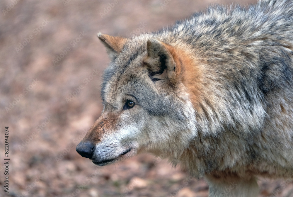Wolf_Europaeischer Grauwolf in Aktion Wolf_Europaeischer Grauwolf in Aktion
