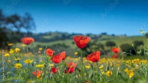 Poppies