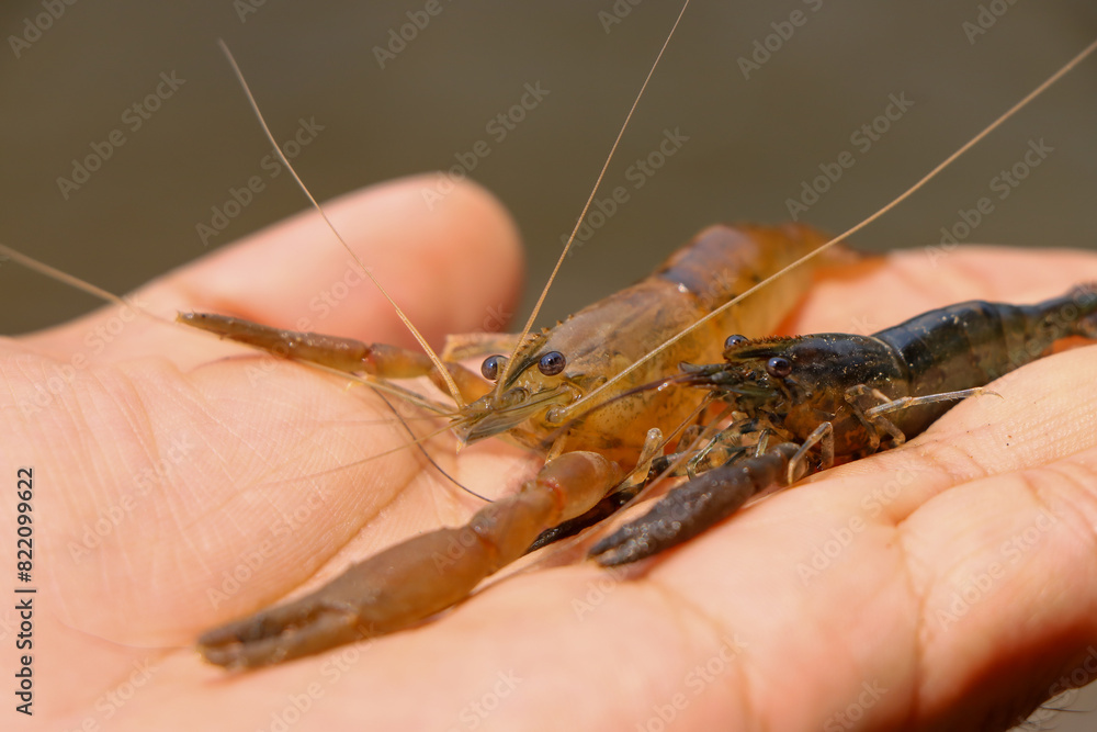 Selection focus on small shrimp in hand small river shrimp in a fertile river in Thailand Selection focus on small shrimp in hand small river shrimp in a fertile river in Thailand
