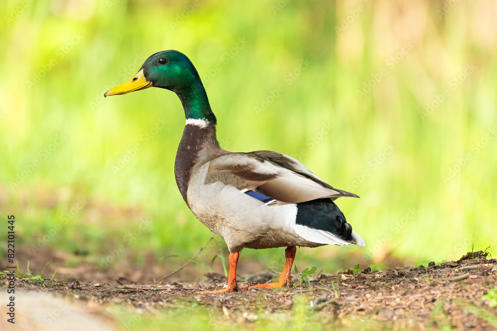 Mallard (Anas platyrhynchos) male, large water bird with colorful plumage, the animal stands at the edge of the pond among herbaceous vegetation. Mallard (Anas platyrhynchos) male, large water bird with colorful plumage, the animal stands at the edge of the pond among herbaceous vegetation.