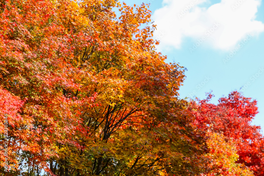 the spectacular scenery of maple trees with beautiful autumn leaves the spectacular scenery of maple trees with beautiful autumn leaves