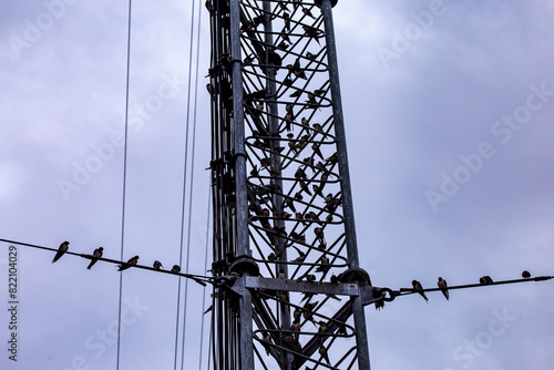 Selective focus antennas, signals, and mobile networks. There are many birds perched. There is space for text. photo