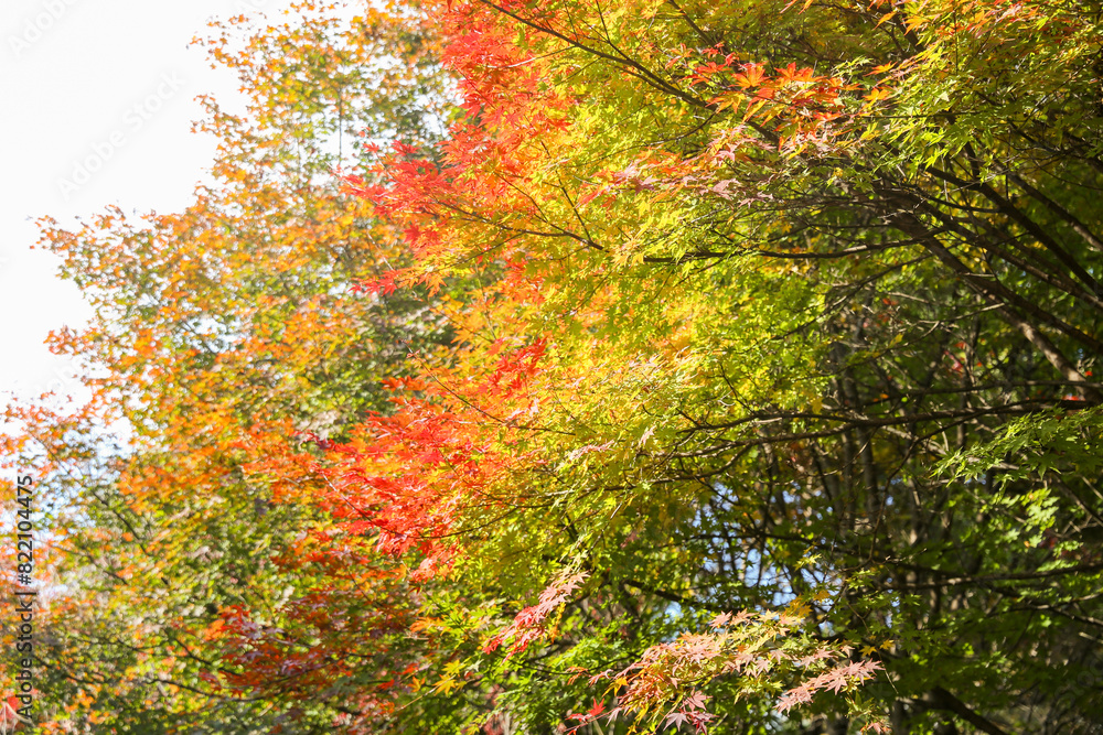 the spectacular scenery of maple trees with beautiful autumn leaves the spectacular scenery of maple trees with beautiful autumn leaves