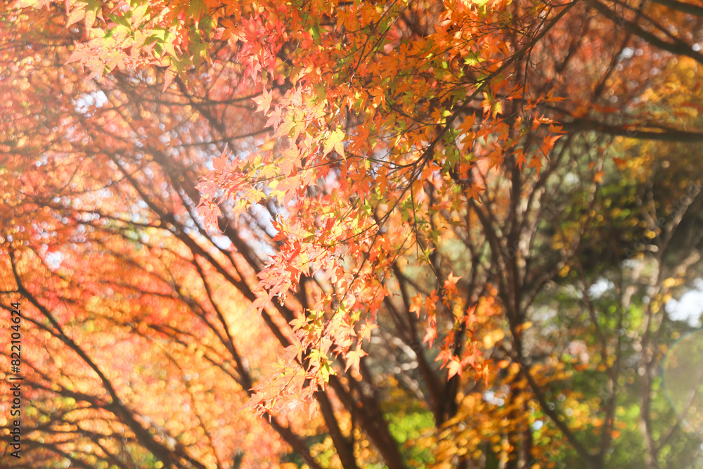 the spectacular scenery of maple trees with beautiful autumn leaves the spectacular scenery of maple trees with beautiful autumn leaves