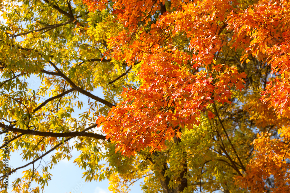 the spectacular scenery of maple trees with beautiful autumn leaves the spectacular scenery of maple trees with beautiful autumn leaves