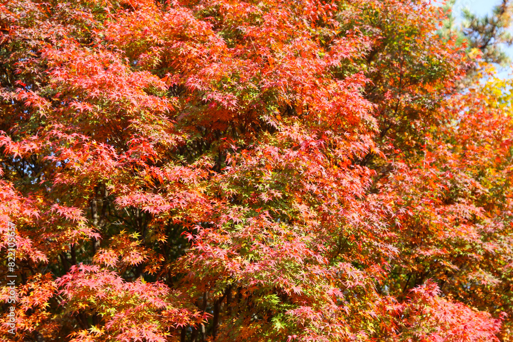 the spectacular scenery of maple trees with beautiful autumn leaves the spectacular scenery of maple trees with beautiful autumn leaves