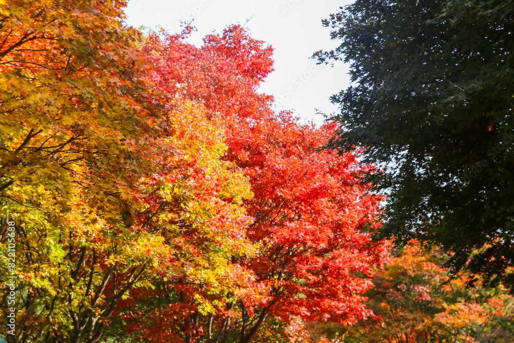 the spectacular scenery of maple trees with beautiful autumn leaves the spectacular scenery of maple trees with beautiful autumn leaves