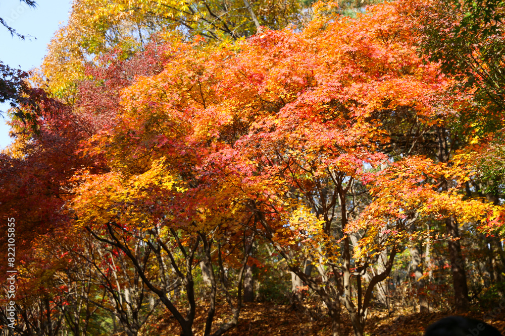 the spectacular scenery of maple trees with beautiful autumn leaves the spectacular scenery of maple trees with beautiful autumn leaves