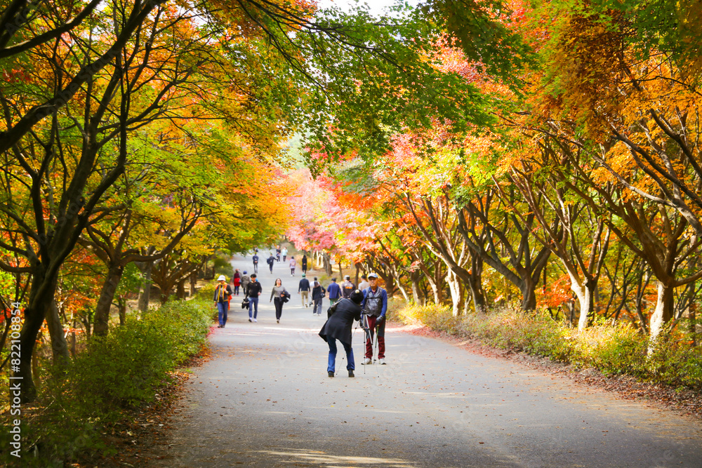 the spectacular scenery of maple trees with beautiful autumn leaves the spectacular scenery of maple trees with beautiful autumn leaves