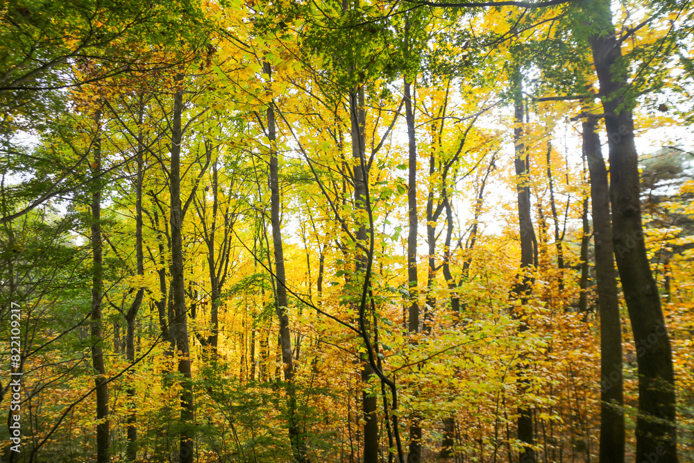 the spectacular scenery of maple trees with beautiful autumn leaves the spectacular scenery of maple trees with beautiful autumn leaves