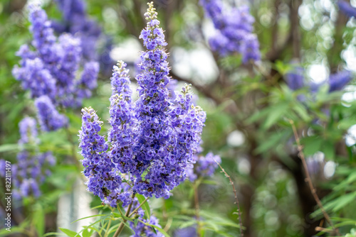 紫色の花を咲かせたセイヨウニンジンボク