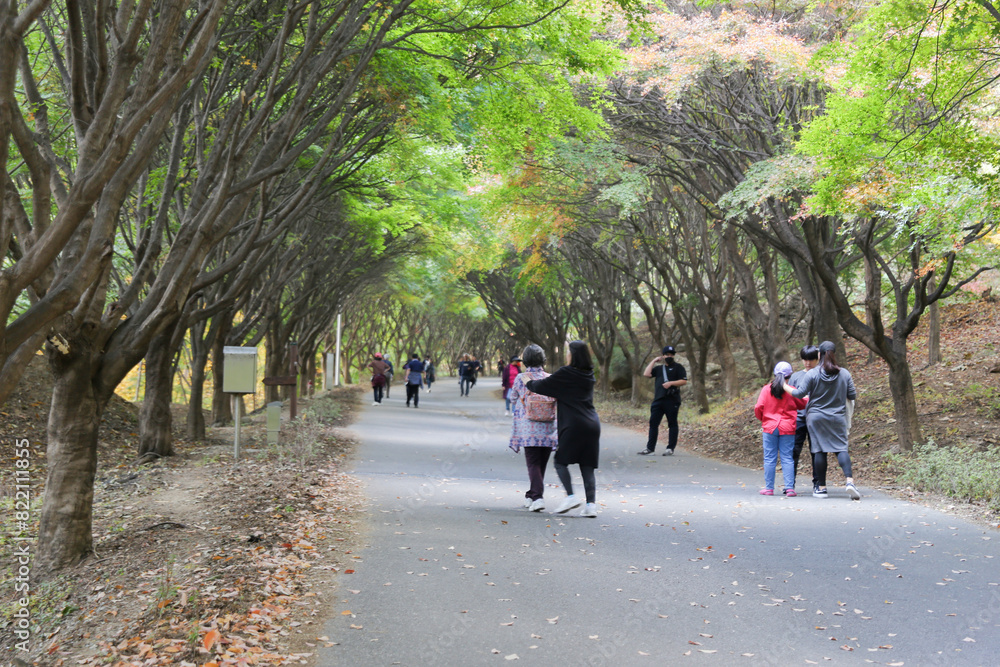 the spectacular scenery of maple trees with beautiful autumn leaves the spectacular scenery of maple trees with beautiful autumn leaves