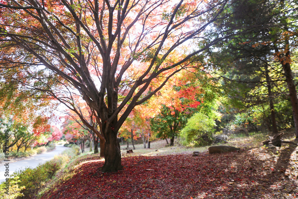 the spectacular scenery of maple trees with beautiful autumn leaves the spectacular scenery of maple trees with beautiful autumn leaves